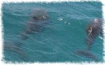 DELFINI!!
