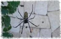RAGNETTO