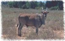 ANTILOPE GIGANTE