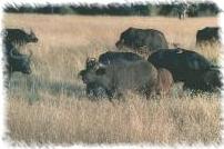BISONTI IN FUGA
